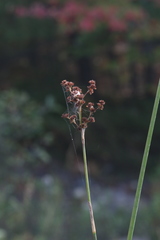 Juncus militaris