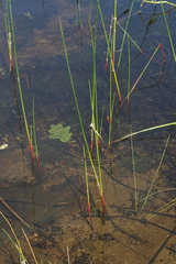 Juncus militaris
