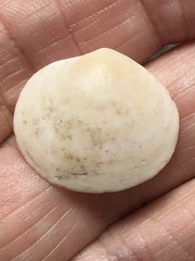 Semele proficua