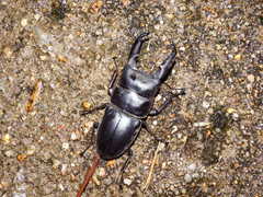 Serrognathus titanus platymelus