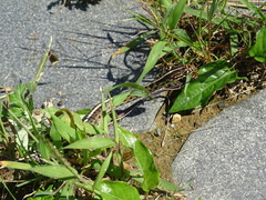 Orientocoluber spinalis