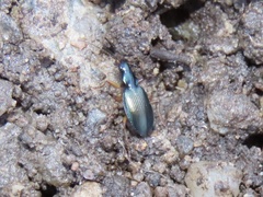 Agonum extensicolle