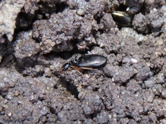 Agonum extensicolle