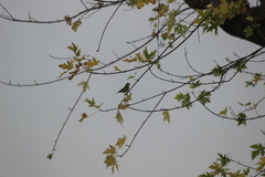 Spinus psaltria
