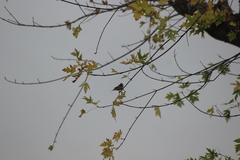 Spinus psaltria