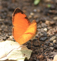 Tegosa anieta cluvia