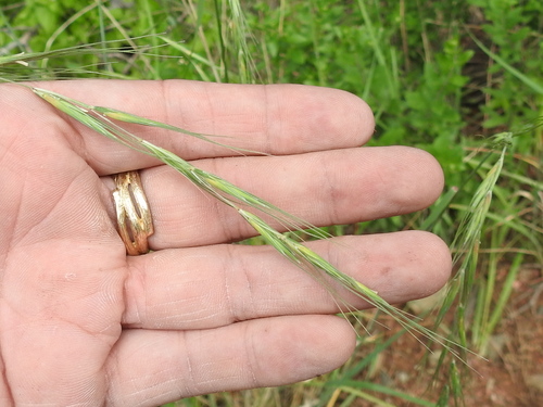 Arizona wheatgrass (Elymus arizonicus)