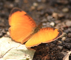 Tegosa anieta cluvia