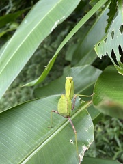 Hierodula patellifera patellifera