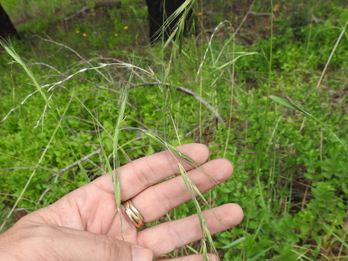 Image of Elymus arizonicus by (c) Sam Kieschnick, some rights reserved (CC BY)