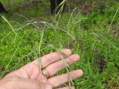 Elymus arizonicus