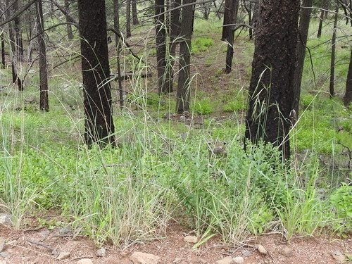 Image of Elymus arizonicus by (c) Sam Kieschnick, some rights reserved (CC BY)