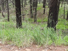 Elymus arizonicus