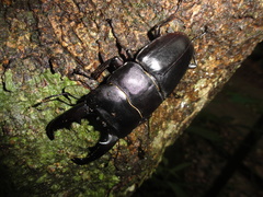 Serrognathus titanus platymelus