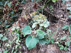 Roldana sundbergii