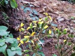 Roldana sundbergii