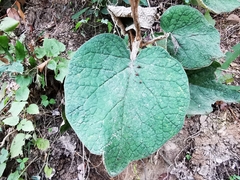 Roldana sundbergii