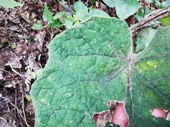 Roldana sundbergii