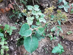 Roldana sundbergii
