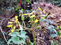 Roldana sundbergii