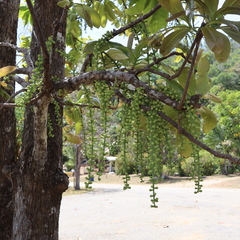 Barringtonia calyptrata
