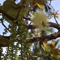 Barringtonia calyptrata