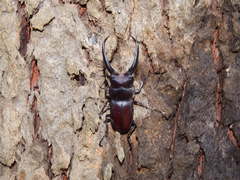 Prosopocoilus gracilis