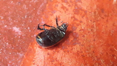 Anomala testaceipennis