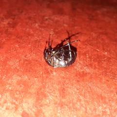 Anomala testaceipennis