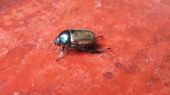 Anomala testaceipennis