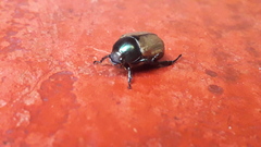 Anomala testaceipennis