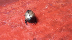 Anomala testaceipennis