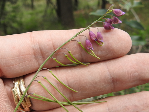 Image of Pennellia longifolia by (c) Sam Kieschnick, some rights reserved (CC BY)