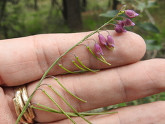 Pennellia longifolia