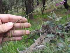 Pennellia longifolia