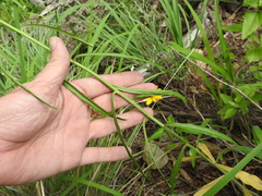 Pennellia longifolia