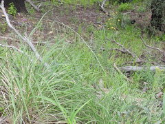 Pennellia longifolia