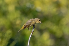 Setophaga petechia bryanti