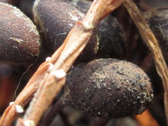 Marsilea quadrifolia