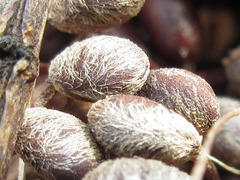 Marsilea quadrifolia