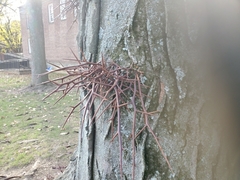 Gleditsia triacanthos