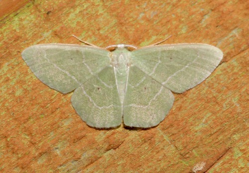 Cypress Emerald photo 4