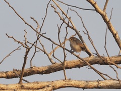 Cisticola fulvicapilla