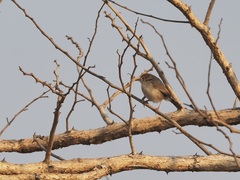 Cisticola fulvicapilla
