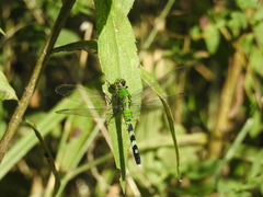 Erythemis simplicicollis