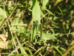 Erythemis simplicicollis