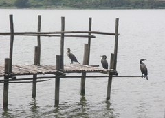 Phalacrocorax carbo lucidus