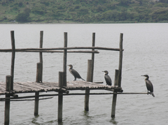 Phalacrocorax carbo lucidus