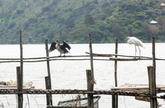 Phalacrocorax carbo lucidus