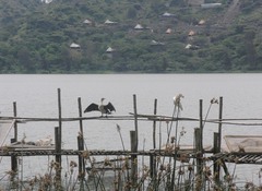 Phalacrocorax carbo lucidus